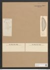 Diatomeae indet. Zeichnungen Sammlung Grunow Nr. 2849 (NHMW-BOT-W0370172)